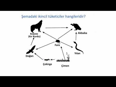 Video: Bir besin ağını nasıl tanımlarsınız?