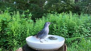 catbirds love birdbaths