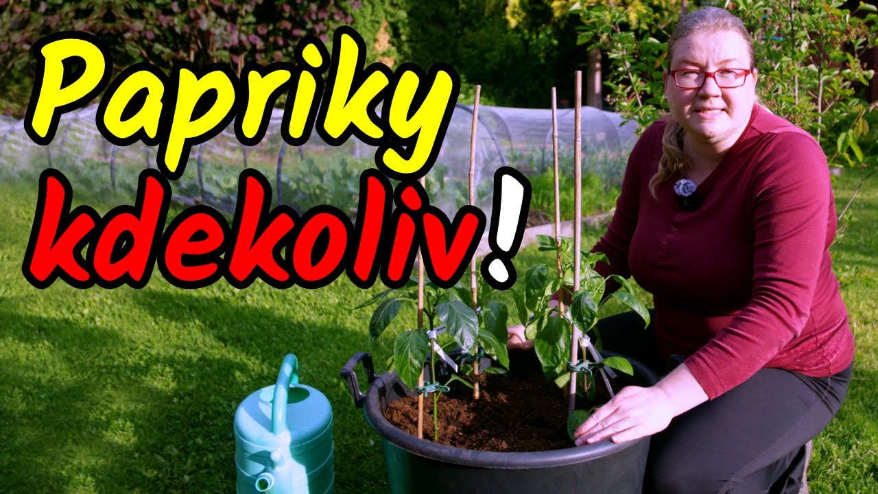 🧺🌶️ PAPRIKY V NÁDOBÁCH! Vlastní papriky BEZ ZAHRADY! Výsadba paprik do nádob