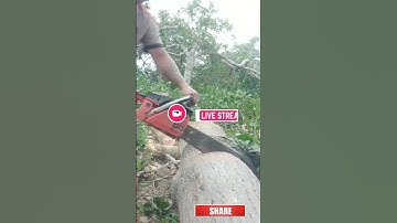 Việt Nam 360- P8: Thót tim nghề cưa cây cổ thụ trên dốc núi- Nguy hiểm rình rập