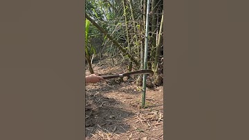 Tôi làm con dao quắm phát rẫy bằng thép nòng pháo chặt cây tre như chặt chuối vậy