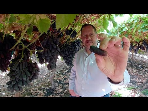 Vídeo: As uvas moondrop são OGM?