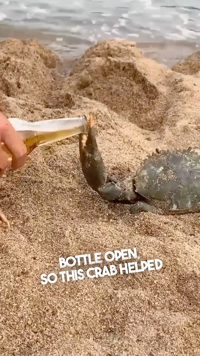 These guys had a crab open their bottle 😂