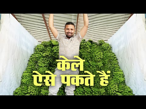 वीडियो: केला मुरज़िनेक कैसे पकाने के लिए