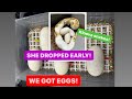 Snake Lays eggs ! BALL PYTHON LAID EARLY ! .. KINOVA REPTILES !  Snake collection - vlog!