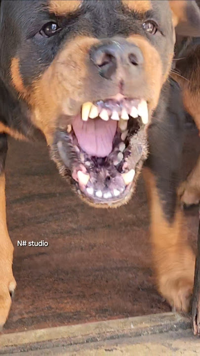 angry angry dog barking sound #dogbarkingsounds #cuteanimal #rottweilerpuppy #angrypuppy #cute