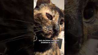 … (second) breakfast usually at 7:02! 🤦‍♂️🐱 #catshorts #viralshorts #cat #kitten