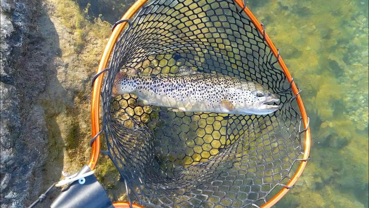 Area trout