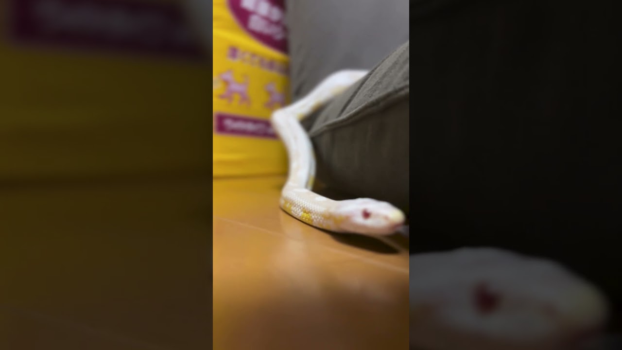 白蛇ベイちゃん