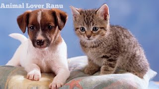 Dog And Cat Are Playing Together|Friendship Of Dog Puppy And Cat Kitten|Amazing Video Dog And Cat