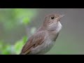 Nightingale Cocok Untuk Burung Murai Kacer Cendet Dan Cucak Ijo Mp3 - Mp4 Download