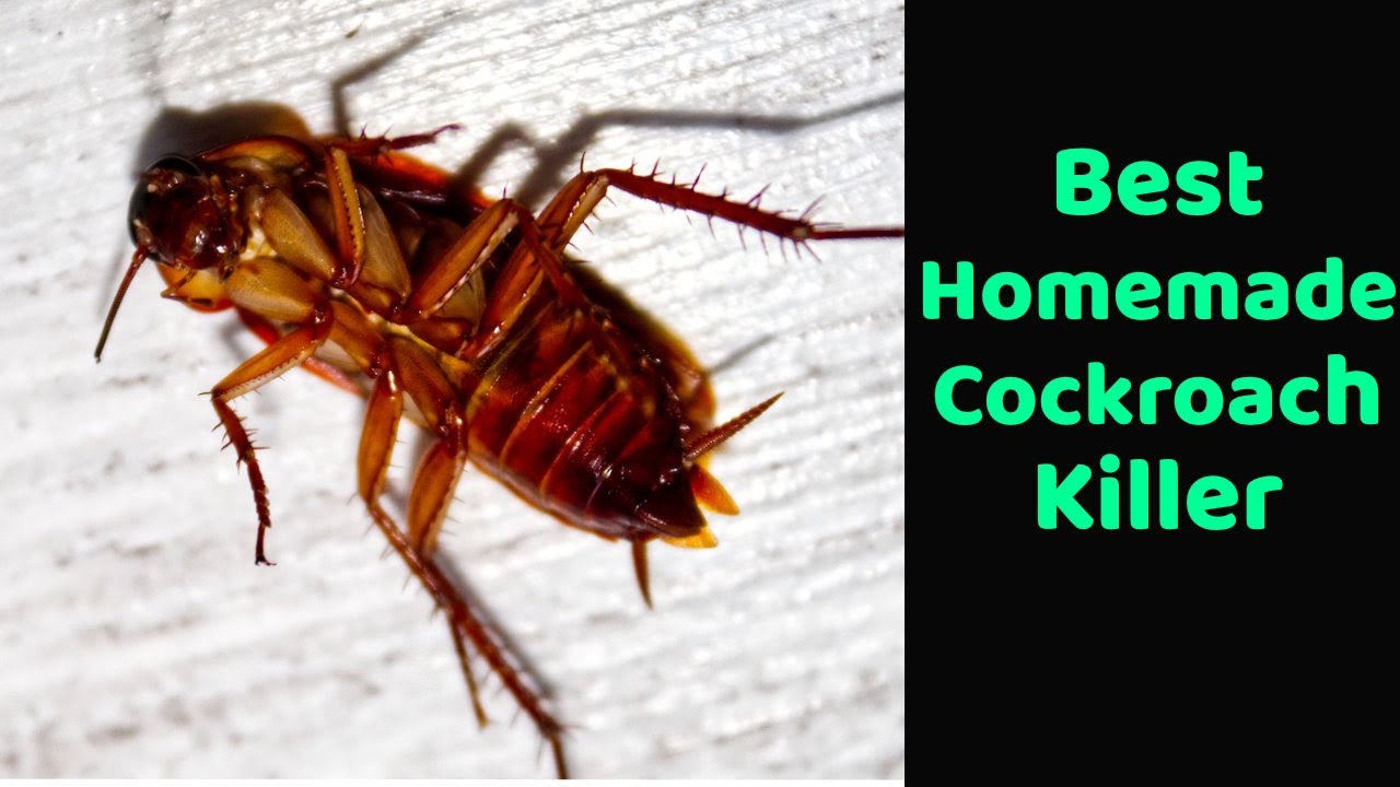 Homemade cockroach killer, Goodbye to cockroaches with this homemade trick,  Get Rid Of Cockroaches 