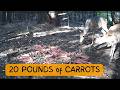 We left 20 pounds of CARROTS in the woods