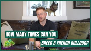 How Many Times Can You Breed a French Bulldog? [French Bulldog Studs]