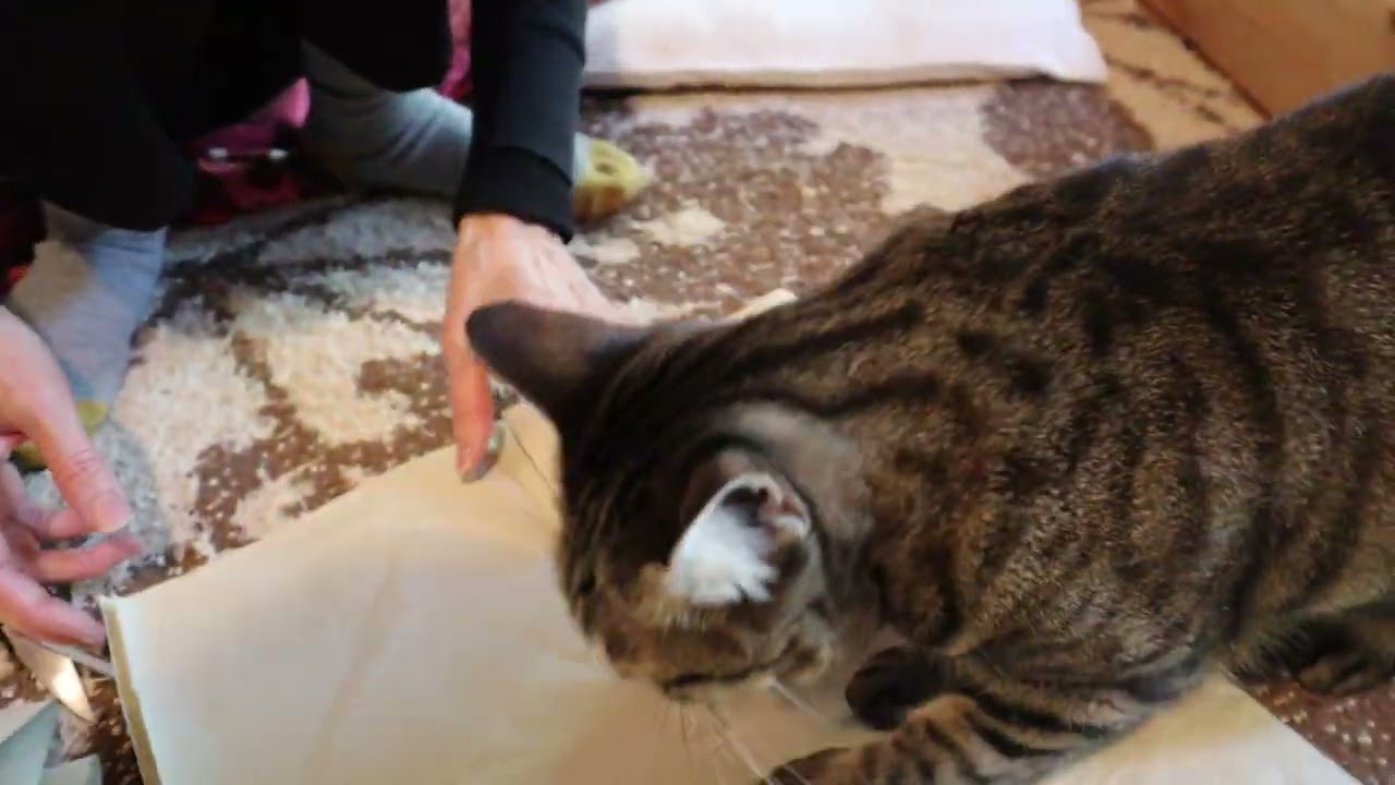 チコリちゃんもまたお手伝いしようかなぁぁ