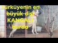 TÜRKÜYENİN EN BÜYÜK DİŞİ KANGALLARINDAN  BİRİSİ