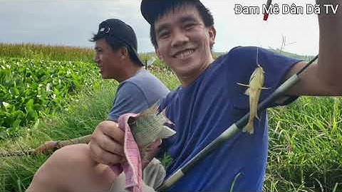Cuối tuần câu cá rô đồng và thác lác cùng anh em