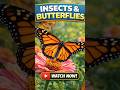 INSECTS AND BUTTERFLIES