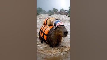 🌊 Capybara Bravely Crossed the Flood to Rescue a Kitten in Danger 🐱🐾 #capybara #rescue