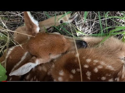 Videó: Miért vannak veszélyben a fehérfarkú szarvasok?