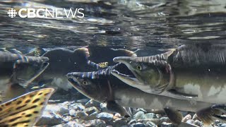 Pink salmon return expected to boost local fisheries, wildlife