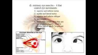 Special Senses - Vision - Anatomy - Part1 Lecture 3 7 Special Senses Vision Part 1