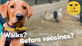 Can I walk my puppy before vaccinations? | Dog School | Dogs Trust