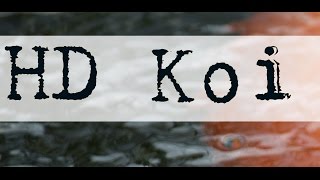 1 Minute of HD Koi Fish screenshot 5