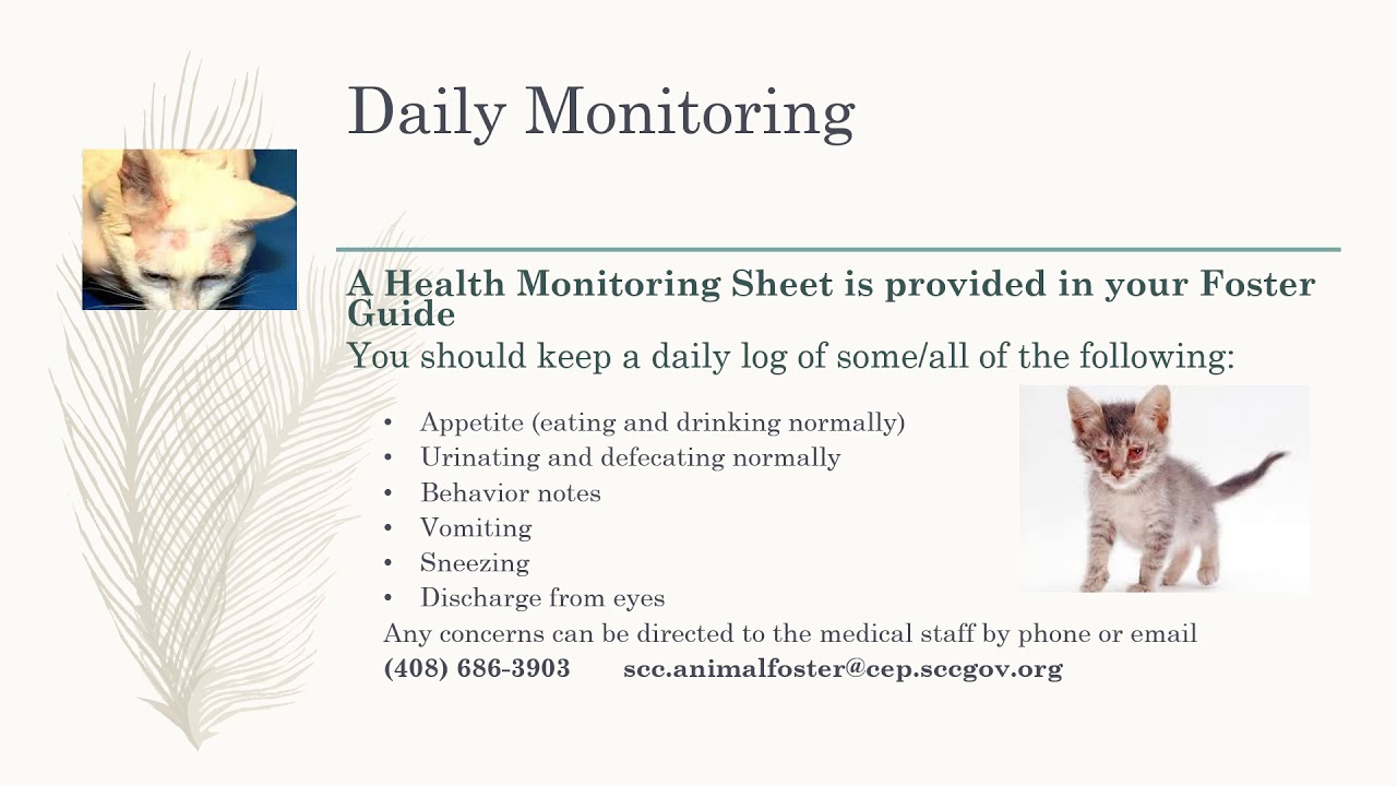 SCC  Foster Presentation 2019