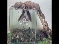 best rat trap at home/The most popular mouse trap in the world