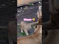ママに言いつけるイト!😿父と母と子供たち🦁旭山動物園ライオン#shorts #lion #baby