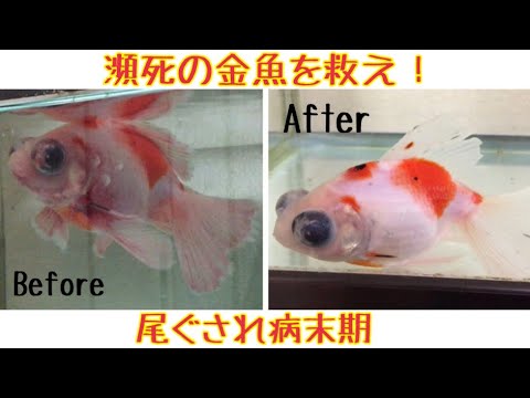 閲覧注意 瀕死の金魚を救え 尾ぐされ病治療 Youtube