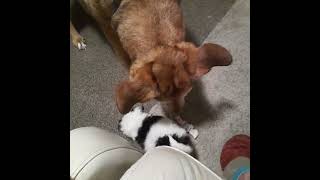 Lola & Pollyanna 33022 859Pm