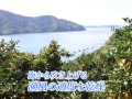 愛媛みかん