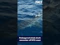 Whale shark off NYC coast