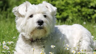 Getting to Know the Adorable West Highland White Terrier