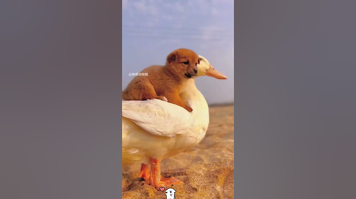 小狗错把鸭子当成自己的妈妈，一场跨越物种的守护轮回 #animals #奇妙的動物