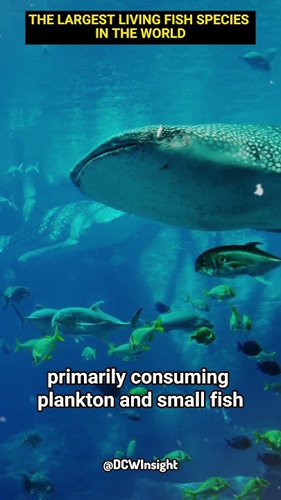 The Largest Living Fish Species In The World shorts amazingfacts the-largest-living-fish-species-in-the-world-shorts-amazingfacts