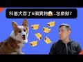 吞了6顆異物的科基~該怎麼辦？