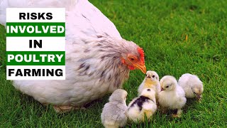 RISKS OF STARTING A POULTRY BUSINESS | Chicken Farming For Beginners