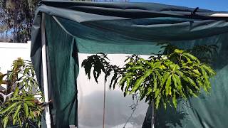Protecting mangoes from the cold in pasco county Florida January 2018