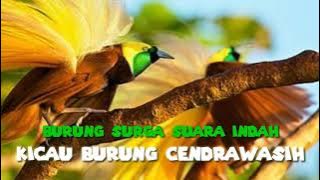kicau burung cendrawasih