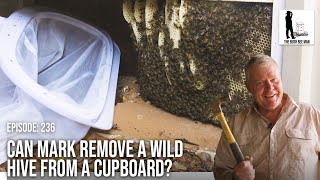 Wild Bee Hive Removal From a Cupboard, Will it Work? | The Bush Bee Man