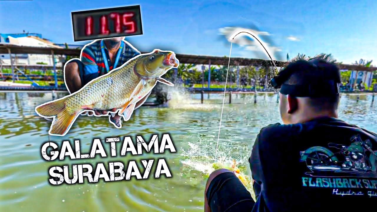 Tarikan IKan Disini Super Kenceng! Galatama Ikan Mas SURABAYA