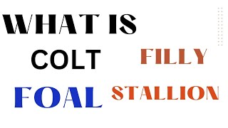 What is Colt Foal Filly Yearling Stallion and Mare horse