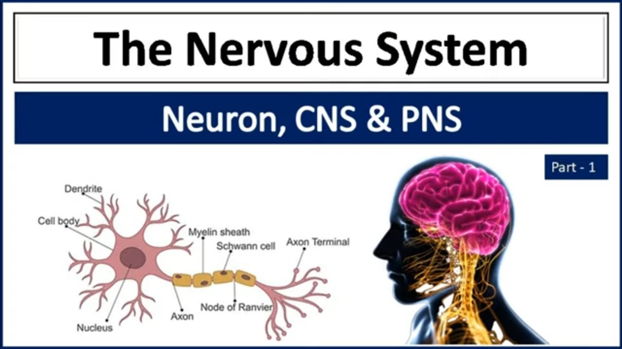 Nervous system | Central and Peripheral Nervous system (CNS &PNS)|Nervous |Organ of Nervous Sys 