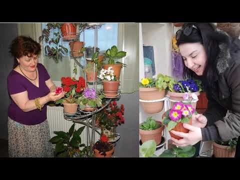 დედამიწა ყვავილებით იცინის