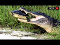 التماسيح الجائعة لا تعرف الرحمة شئ لا يصدق صراع البقاء في عالم الحيوان 