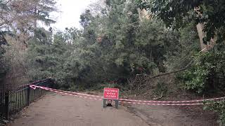 Footpath blocked by giant fallen tree brought down by Storm Eunice