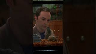 Sheldon and Amy get a turtle 🐢 #TheBigBangTheory | TBS